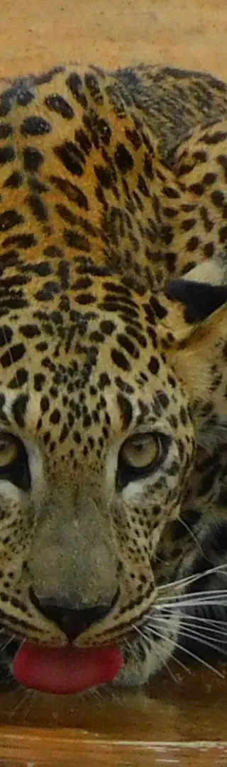 Vom Tuk-Tuk in den Safari-Jeep